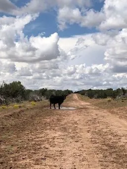 Ranch life