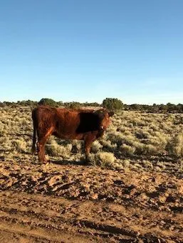 Cows!